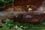 Colorful, Polished Purple Cow Jasper - McDermitt, Oregon #152054-1